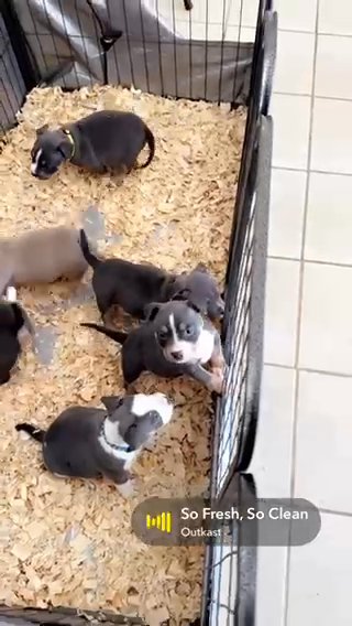 Bully in Columbus, Mississippi