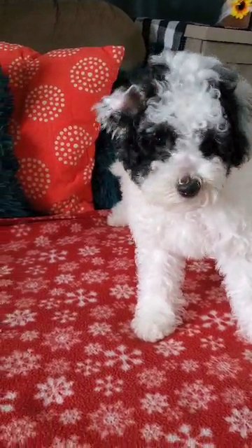 Jack (BichonPoo) in Marion, Iowa