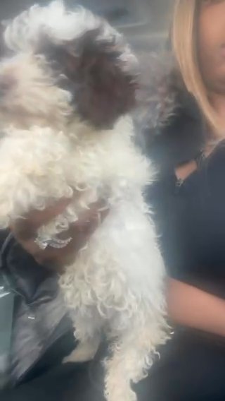 Minature Poodle in Euclid, Ohio