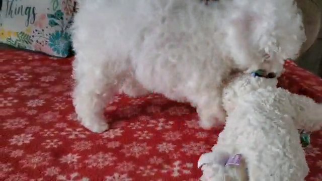 Jovie (BichonPoo) in Marion, Iowa