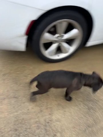 Presa Canario X Cane Corso in New York City, New York