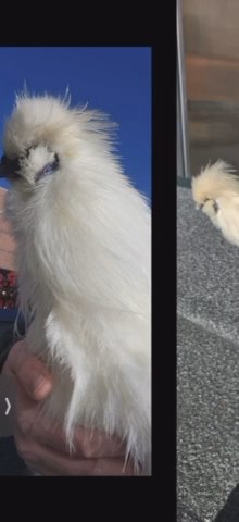 4 White Silkie Roosters in Somerset, Kentucky