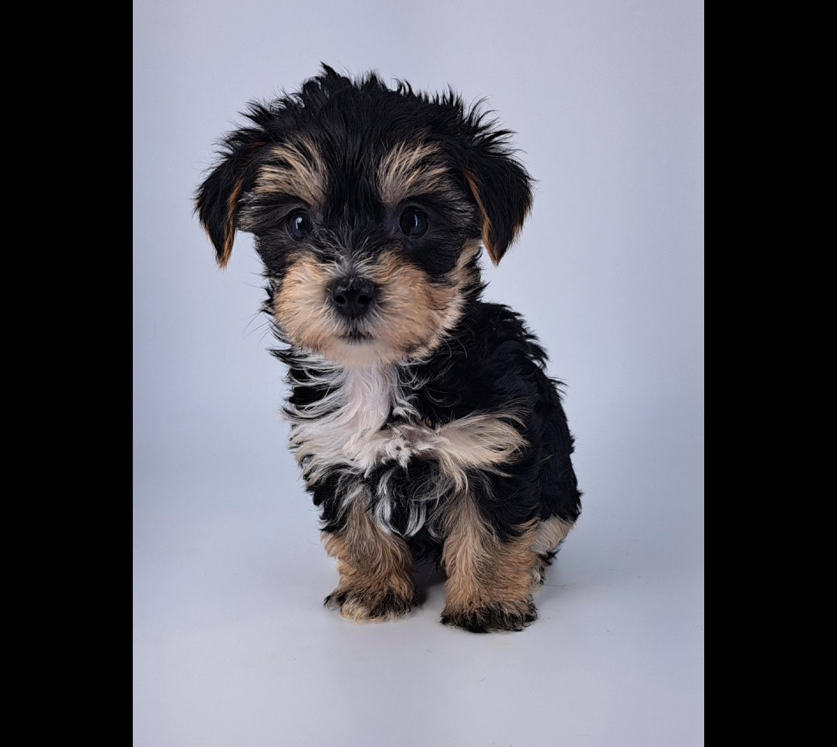 male yorkie in Lexington, South Carolina