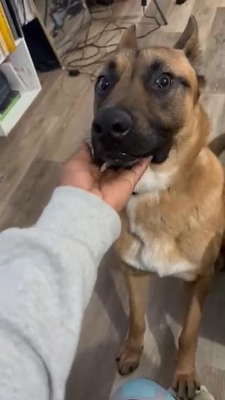Prince Needs a New Home in The Bronx, New York