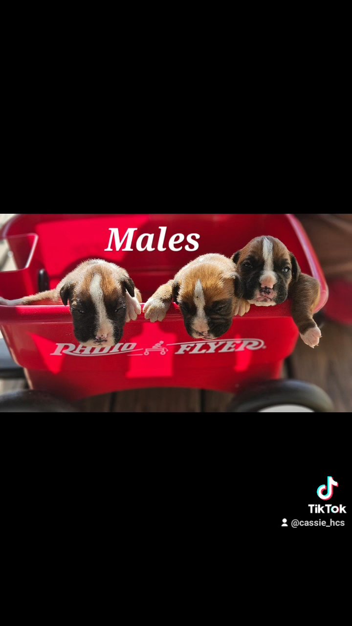 Full blooded boxer pups in Florence, South Carolina