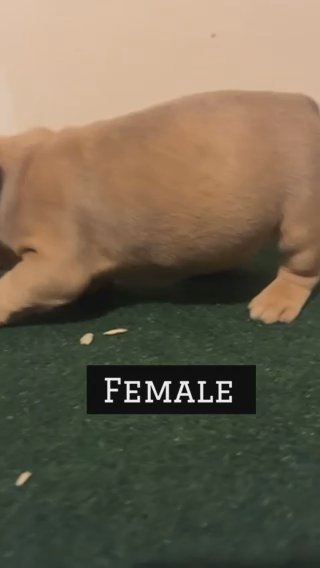 Female Micro Bully in Charleston, South Carolina