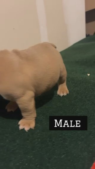 Male Micro Bull Dog in Charleston, South Carolina