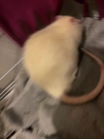 Rat Mr. Buggati in Cape Coral, Florida