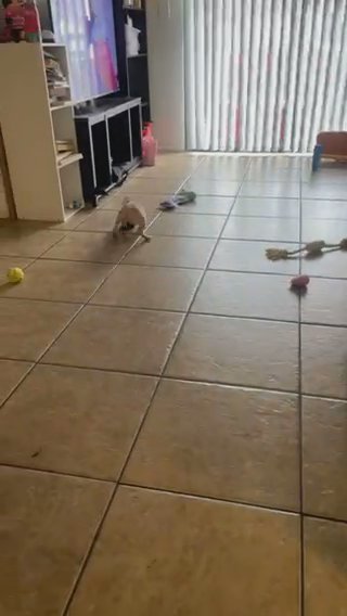 Female Pug in Phoenix, Arizona