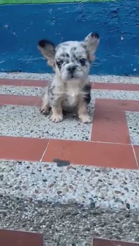 Fluffy Spotted MALE French bulldog in Denver, Colorado