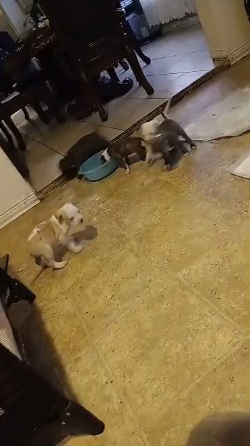 Pit Bull Puppies in Fort Worth, Texas