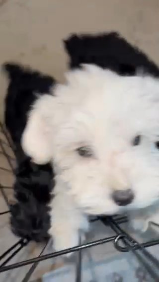 Mini Schnauzer Puppies in League City, Texas