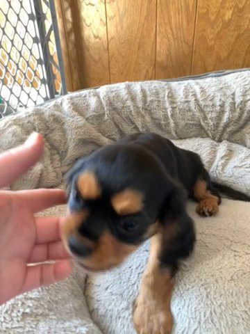 Whitney - Reduced in Tulsa, Oklahoma