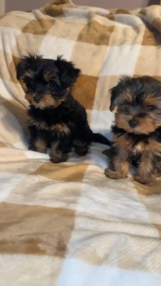 Female Yorkie Puppy Available in Gilroy, California