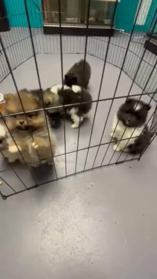 6 Pomeranian Puppies Pure Breed And Registered Puppies For Sale in Mount Pleasant, Michigan