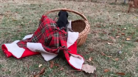 Black And Tan Female Cavaliers - Reduced, Ready To Go in Tulsa, Oklahoma