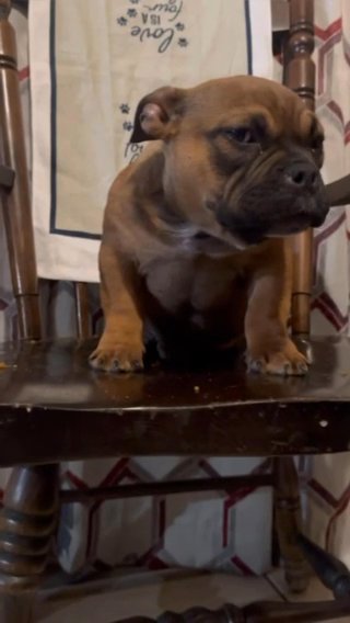 Micro American Bully in Spring Hill, Florida
