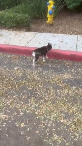Baby Husky in San Jacinto, California
