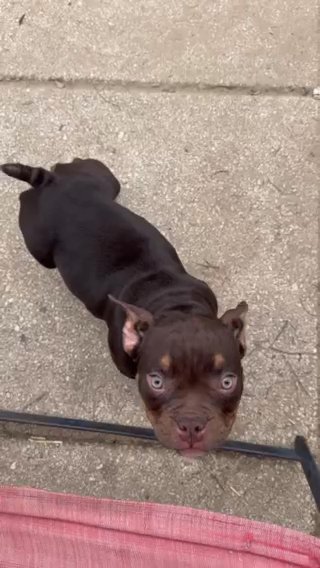 Micro bullie in Spring Hill, Florida