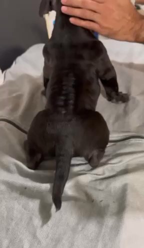 Micro Bully in Spring Hill, Florida