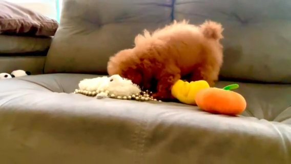 Red & Tan Maltipoo puppies!!! in Houston, Texas