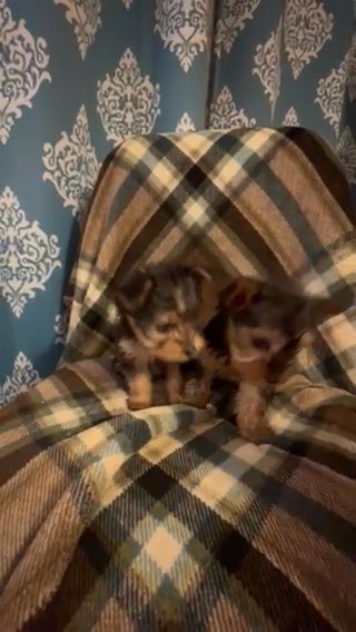 Yorkies in Jackson, Tennessee