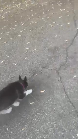 Baby Husky in San Jacinto, California