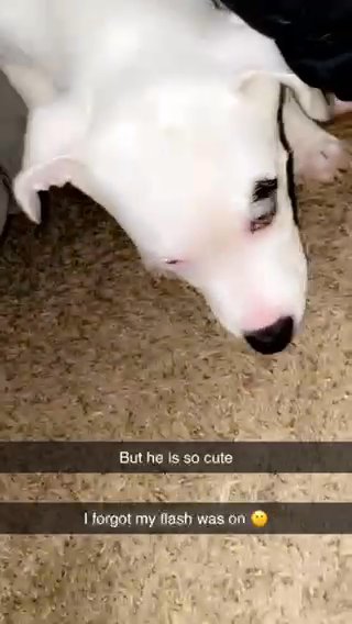 Puppy Is 6months Old Looking For Home in West St. Paul, Minnesota