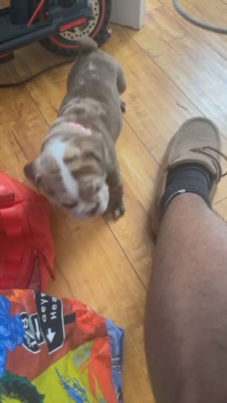 Frenchie mix Merle Pup Available in Los Angeles, California