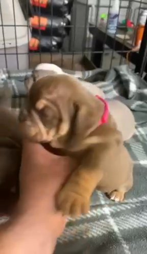 ?Mini oldies English bulldog Puppies ? in Los Angeles, California