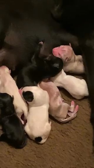 Husky Labador Mix in Houston, Texas