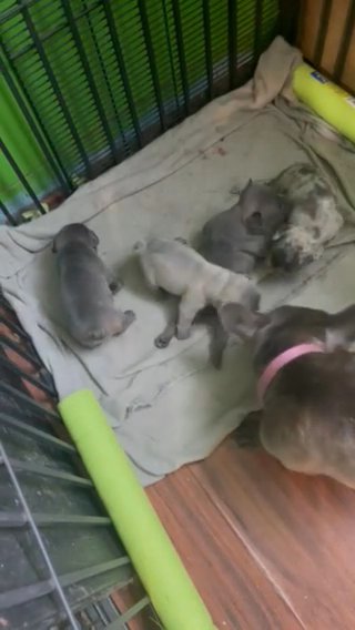 4 Boys Fluffy Carriers in Baltimore, Maryland