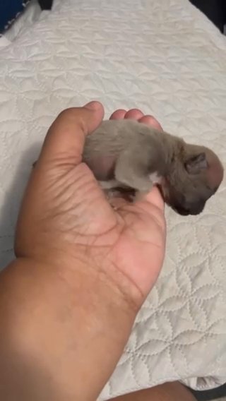 French Bulldogs in Queen Creek, Arizona