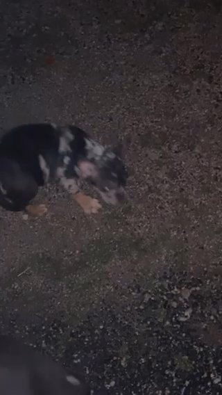 Frenchie/Bully in Austin, Texas