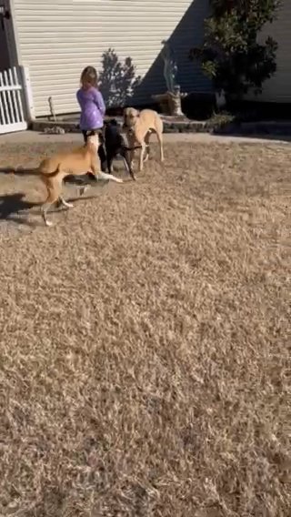 Great Dane/ Belgian Malinois in Dallas, Texas