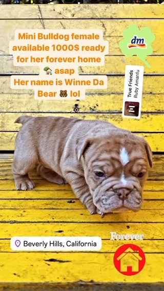 ?Frenchie mix available Winnie ❤️ in Los Angeles, California