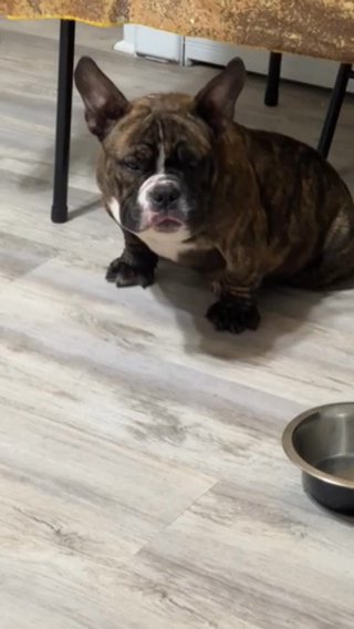 Micro Bully in Waterbury, Connecticut