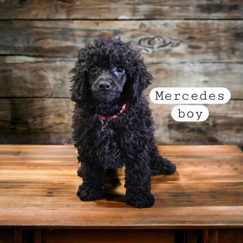 Akc Toy Poodles in Birmingham, Alabama