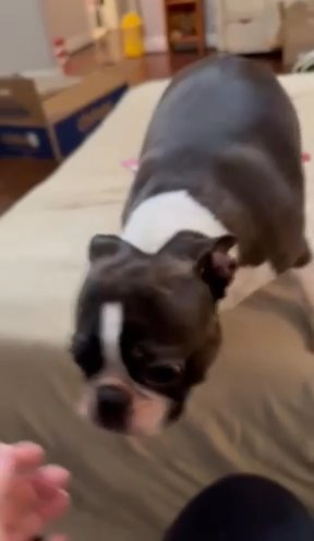 Boston Terrier “Penelope” in Raleigh, North Carolina