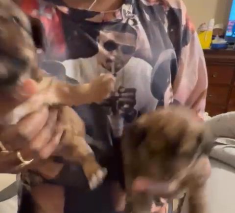 Girl Yorkiepoo in Mesquite, Texas