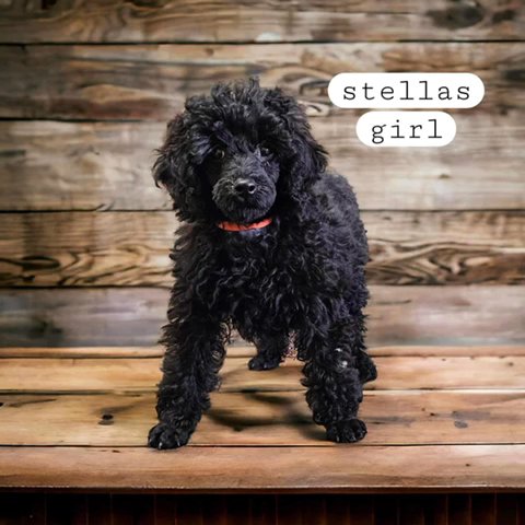 Akc Miniature Poodles in Birmingham, Alabama