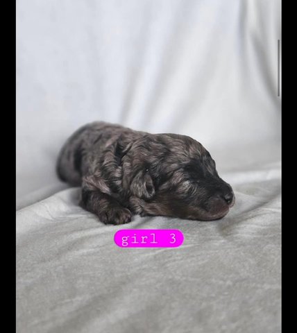 Akc Phantom Merle Miniature Poodles in Birmingham, Alabama