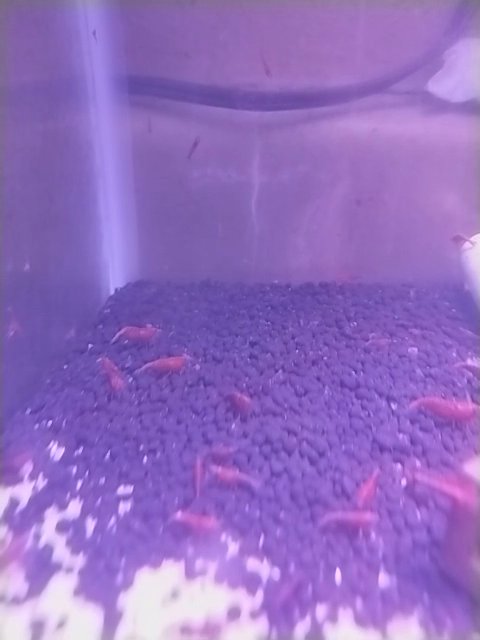 freshwater live Red cherry shrimps for sale. 15 15 live freshwater red cherry shrimps (Shipping included) in San Angelo, Texas
