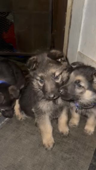 German Shepherd Puppies in San Bernardino, California