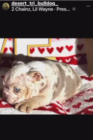 Happy Valentine From Desserts In The Desert Kennel in Phoenix, Arizona