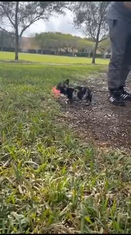Bulldog frances black merle fluffy carrier in South Miami, Florida