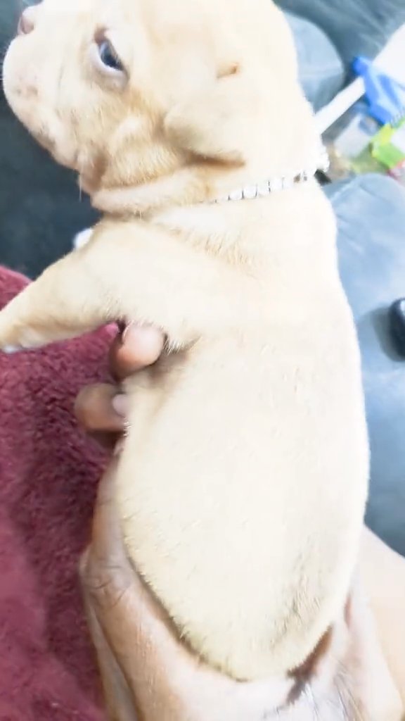 Sandman the American Pocket Bully in Jacksonville, Florida
