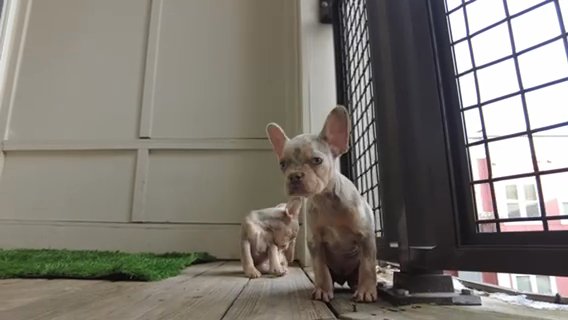 Isabella & Tan French Bulldogs in Washington, District of Columbia