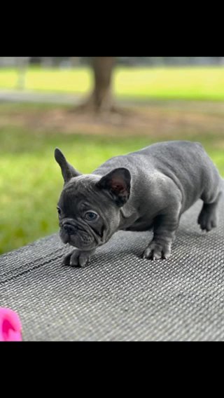 Beautiful french bulldog blue solid fluffy carrier in South Miami, Florida