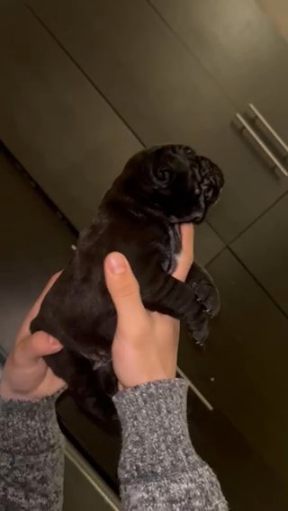 FULL BREAD CANE CORSO PUPPIES in Phoenix, Arizona